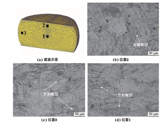 圖３ 在９８０ ℃、應(yīng)變速率為０．０１０s－１下壓縮至應(yīng)變量為３０％后GH４１６９合金不同區(qū)域的顯微組織