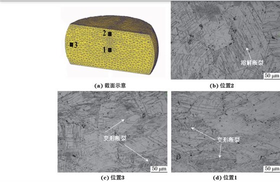 在９８０ ℃、應(yīng)變速率為０．０１０s－１下壓縮至應(yīng)變量為３０％后