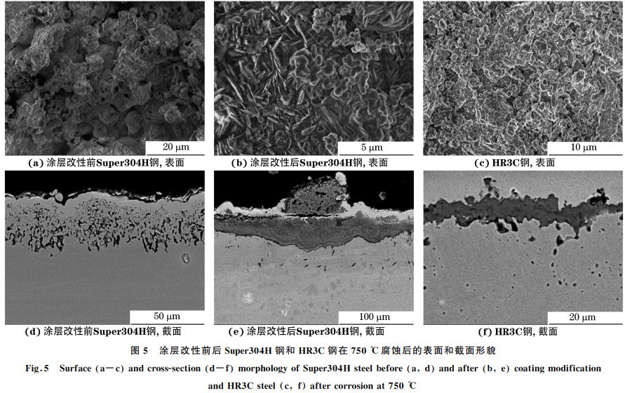 圖５ 涂層改性前后Super３０４H 鋼和 HR３C鋼在７５０ ℃腐蝕后的表面和截面形貌